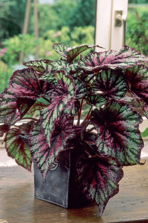  6. Begonia (Thu hải đường). Lá có các mảng màu sắc khác nhau như xanh, hồng, đỏ, tím, cùng với các vân và hoa văn độc đáo. Ảnh: Pinterest.