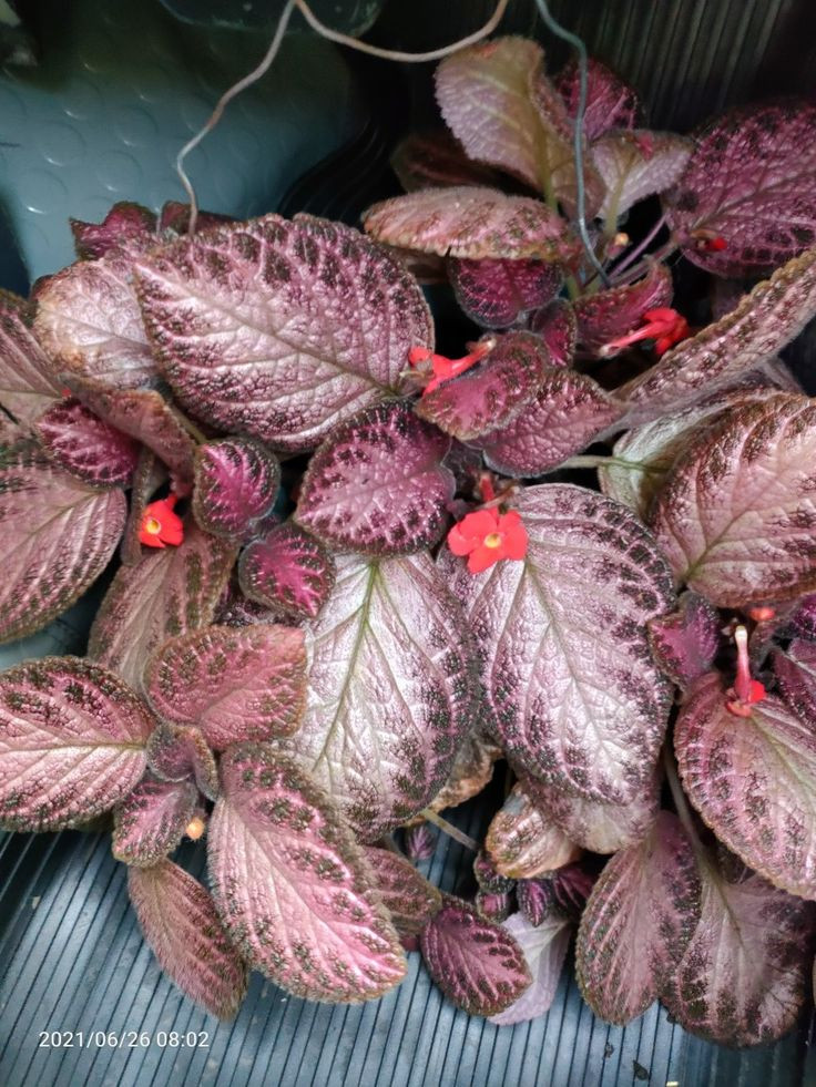  19. Episcia (Cây cẩm nhung). Lá mọng, có màu sắc đa dạng từ xanh lá, đỏ, hồng, và tím với các hoa văn như nhung rất bắt mắt. Ảnh: Pinterest.