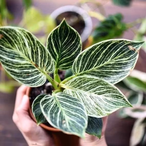  15. Philodendron birkin (Trầu bà kim cương). Lá có gân trắng dày đặc chạy dọc, nổi bật trên nền lá xanh sẫm. Đây là loại cây phổ biến trong giới chơi cây cảnh. Ảnh: Pinterest.