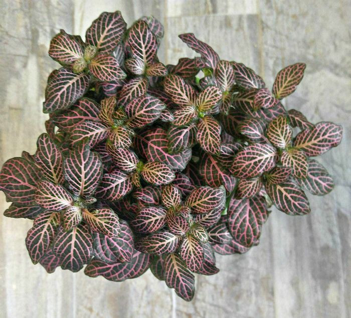  7. Fittonia albivenis (Cây lá may mắn). Lá nhỏ, mềm, có vân gân trắng hoặc đỏ chạy dọc, tạo nên vẻ ngoài tinh tế, thu hút. Ảnh: Pinterest.