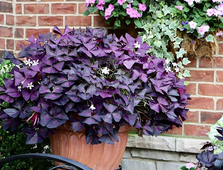  11. Oxalis triangularis (Bướm đêm). Lá có hình tam giác độc đáo với màu tím đậm, gấp lại vào ban đêm và mở ra vào ban ngày. Ảnh: Pinterest.