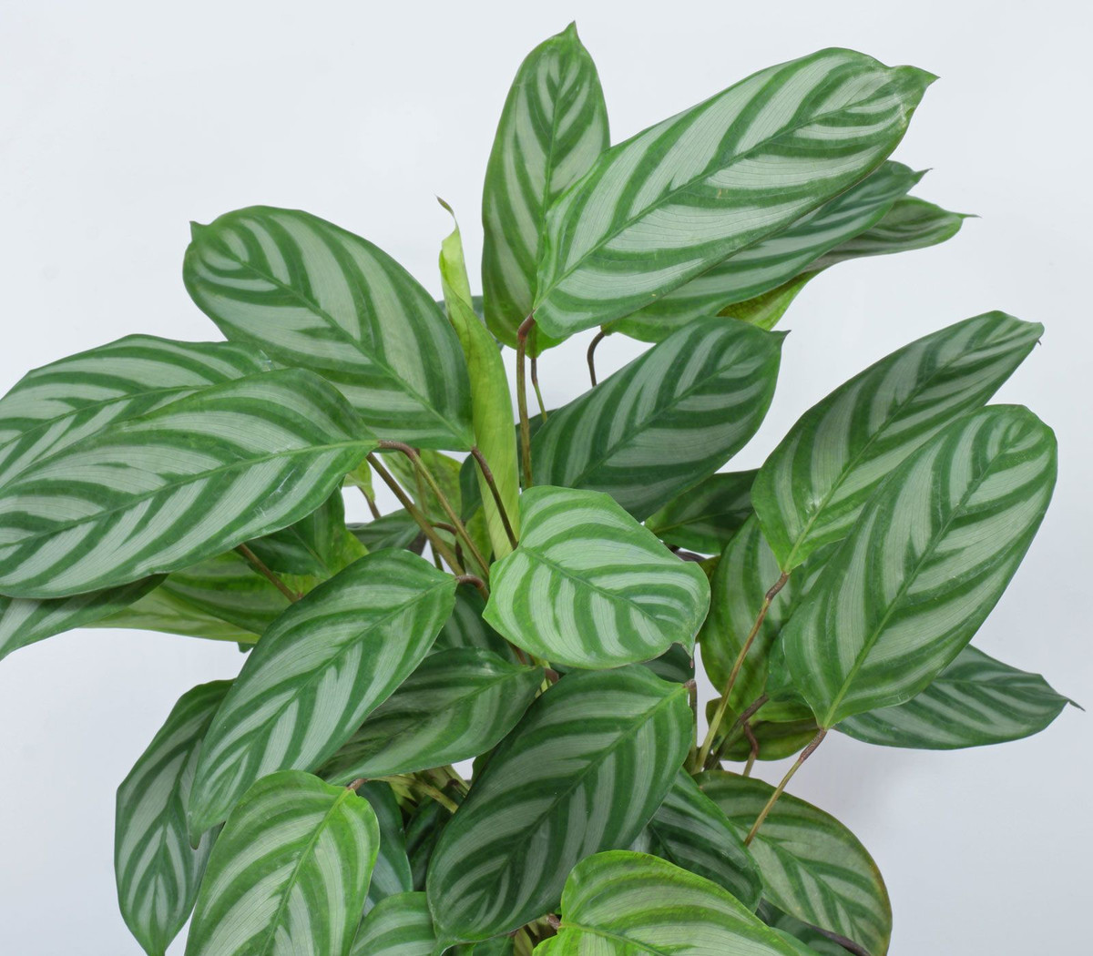  13. Ctenanthe setosa (Cây cầu vồng). Lá có sọc trắng xanh đậm xen kẽ, mặt dưới lá thường có màu tím, tạo nên vẻ đẹp hài hòa. Ảnh: Pinterest.