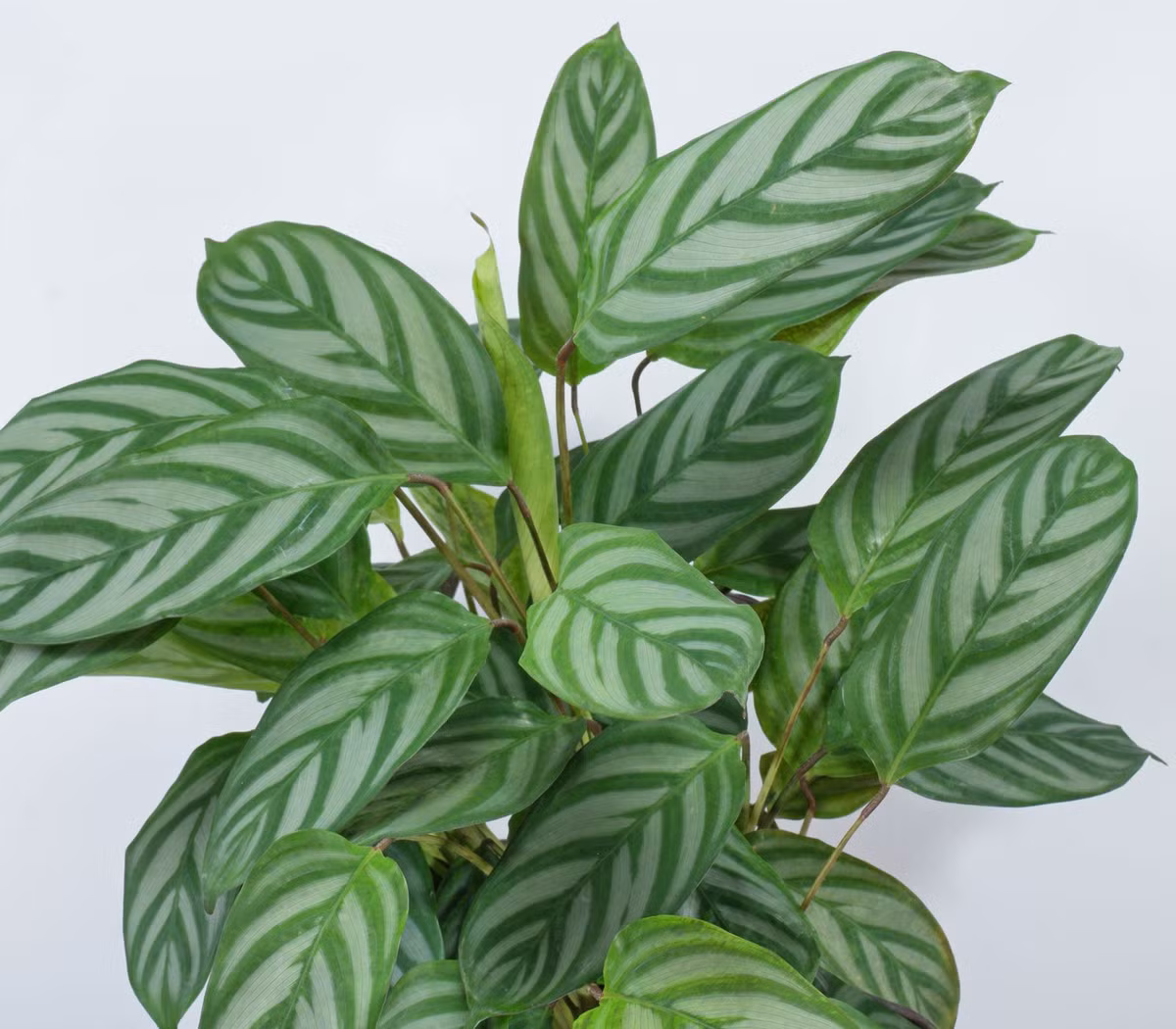  13. Ctenanthe setosa (Cây cầu vồng). Lá có sọc trắng xanh đậm xen kẽ, mặt dưới lá thường có màu tím, tạo nên vẻ đẹp hài hòa. Ảnh: Pinterest.