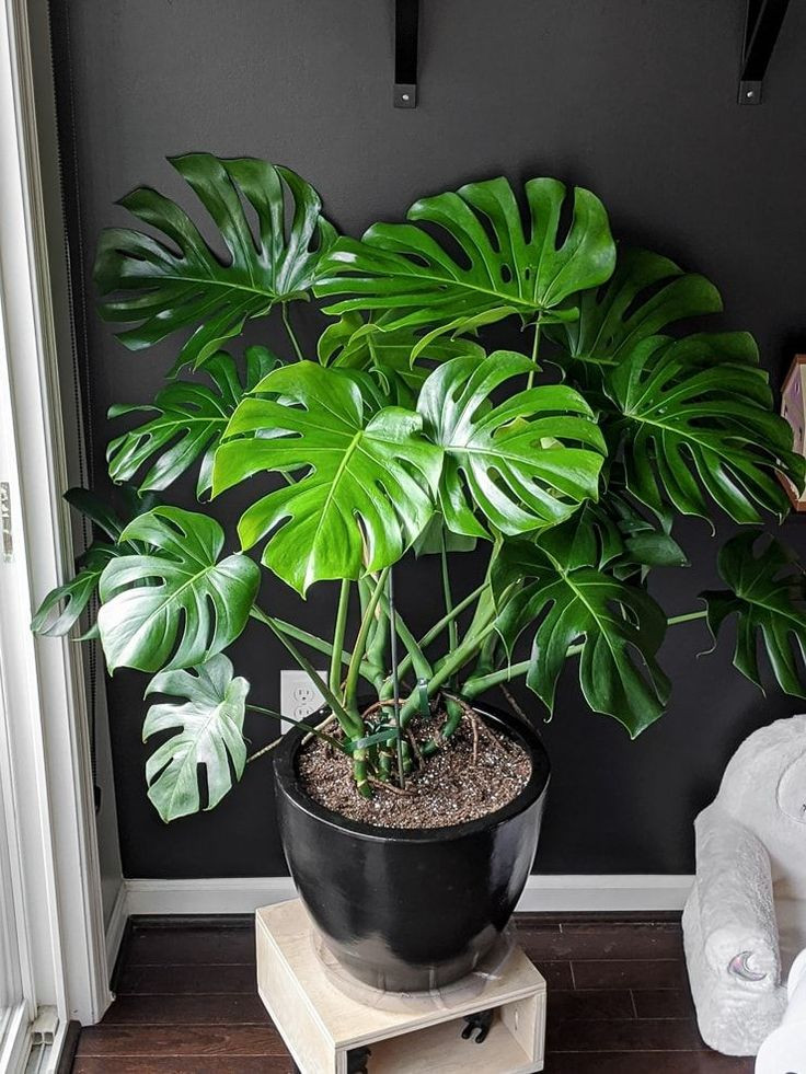  2. Monstera deliciosa (Trầu bà lá xẻ). Lá to với các vết xẻ sâu và lỗ tự nhiên, mang lại vẻ đẹp hoang dã. Rất phổ biến trong trang trí nội thất. Ảnh: Pinterest.