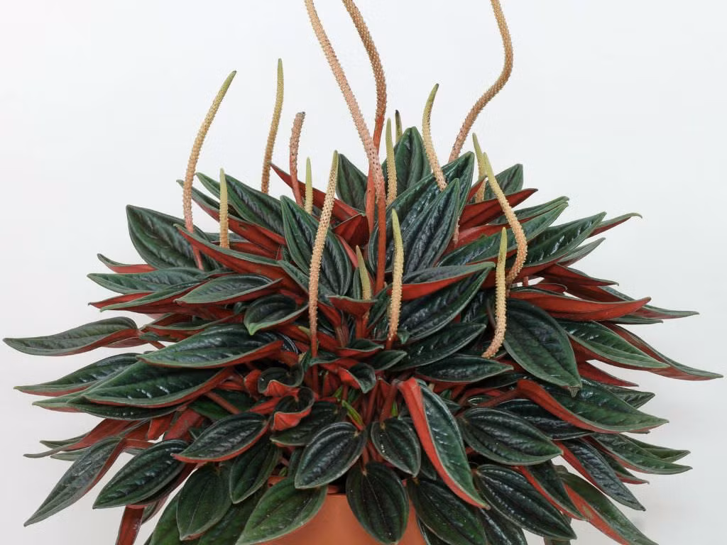  16. Peperomia rosso (Cây lá gấm mini). Lá có hình trái tim với màu xanh mặt trên và đỏ tía ở mặt dưới, tạo vẻ đẹp gọn gàng và xinh xắn. Ảnh: Pinterest.