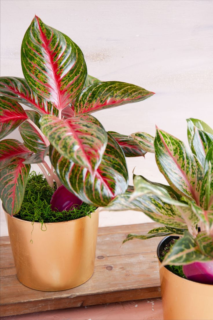  14. Aglaonema (Ngọc ngân). Lá có màu sắc đa dạng từ xanh, bạc, đến hồng, và đỏ. Cây không chỉ đẹp mà còn dễ chăm sóc, phù hợp làm cây nội thất. Ảnh: Pinterest.