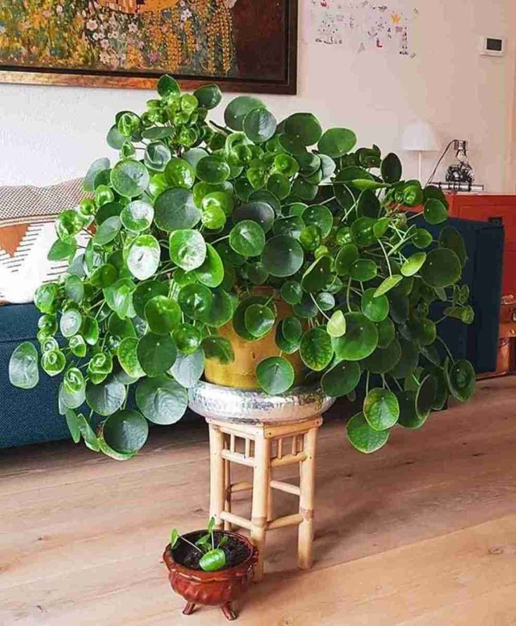  3. Pilea peperomioides (Cây đồng tiền Trung Quốc). Lá hình tròn, mọng nước và mọc đều quanh thân, tạo hình dáng giống những đồng xu xinh xắn. Ảnh: Pinterest.