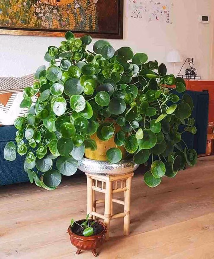  3. Pilea peperomioides (Cây đồng tiền Trung Quốc). Lá hình tròn, mọng nước và mọc đều quanh thân, tạo hình dáng giống những đồng xu xinh xắn. Ảnh: Pinterest.