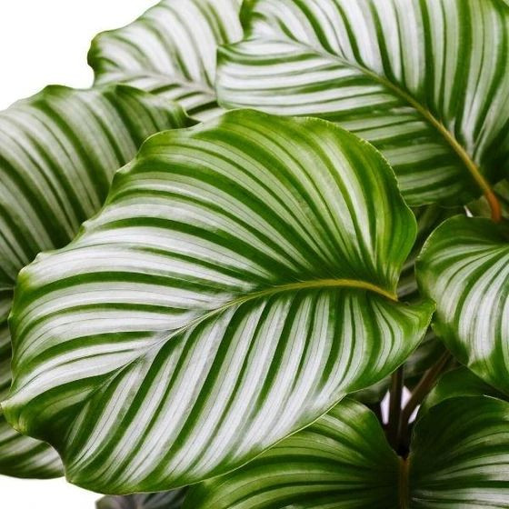  1. Calathea orbifolia (Cây công táo xanh). Lá rộng, tròn và có các đường gân sáng màu. Mặt lá có các vân sọc rất nổi bật, tạo hiệu ứng độc đáo. Ảnh: Pinterest.