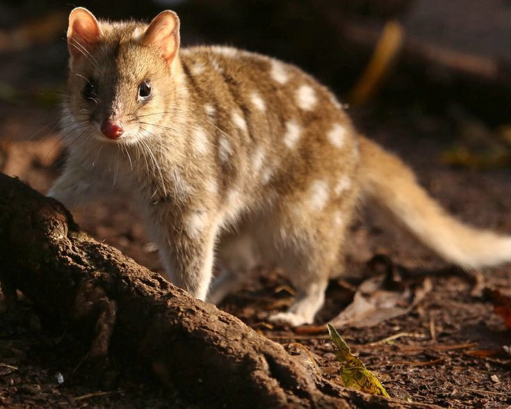  9. Chủ yếu hoạt động về đêm. Chúng là loài sống về đêm, dành phần lớn thời gian ban ngày để ngủ trong hang hoặc nơi ẩn nấp. Đây cũng là một đặc điểm giống mèo nhà. Ảnh: Pinterest.