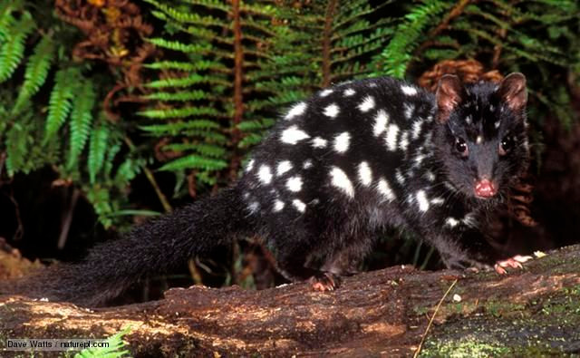  15. Chịu ảnh hưởng từ biến đổi môi trường. Phá rừng và mất môi trường sống tự nhiên là nguyên nhân chính khiến số lượng mèo túi giảm sút. Một số loài hiện nằm trong danh sách nguy cấp. Ảnh: Pinterest.