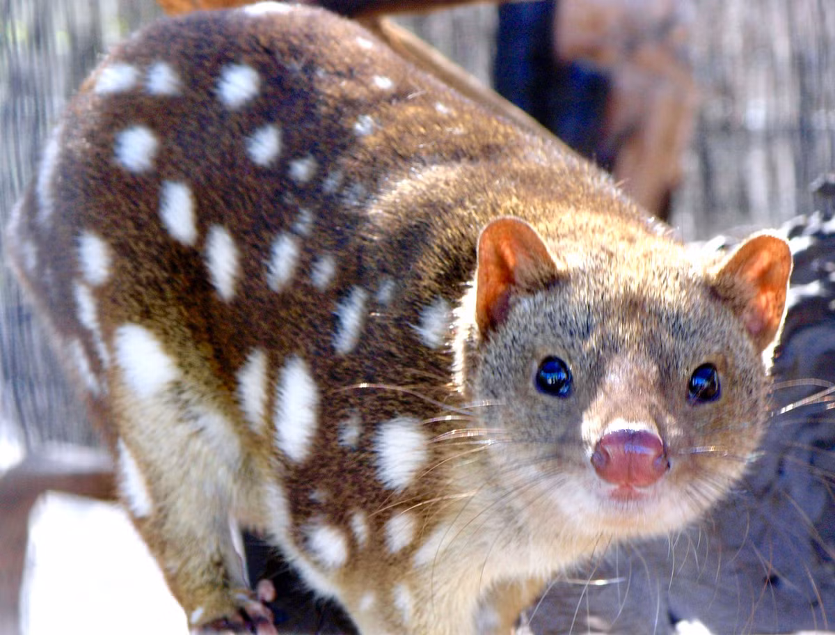  8. Khả năng leo trèo tuyệt vời. Cũng như mèo nhà, mèo túi rất giỏi leo trèo và thường tìm thức ăn hoặc nơi trú ẩn trên cây. Ảnh: Pinterest.