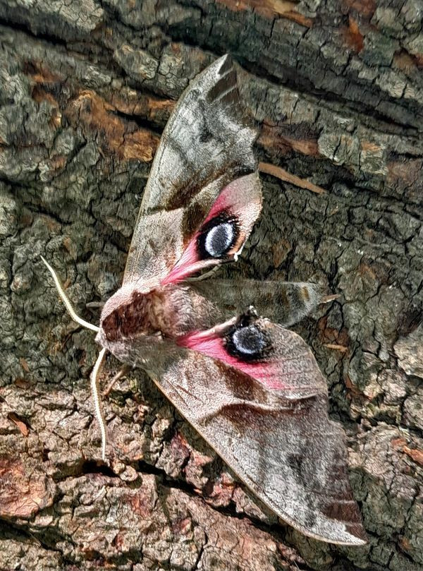  15. Bướm đêm nhân sư (Smerinthus ocellata). Loài bướm đêm này có màu sắc và hoa văn giống với vỏ cây, giúp nó ẩn mình tuyệt vời vào ban ngày để tránh kẻ thù. Ảnh: Pinterest.