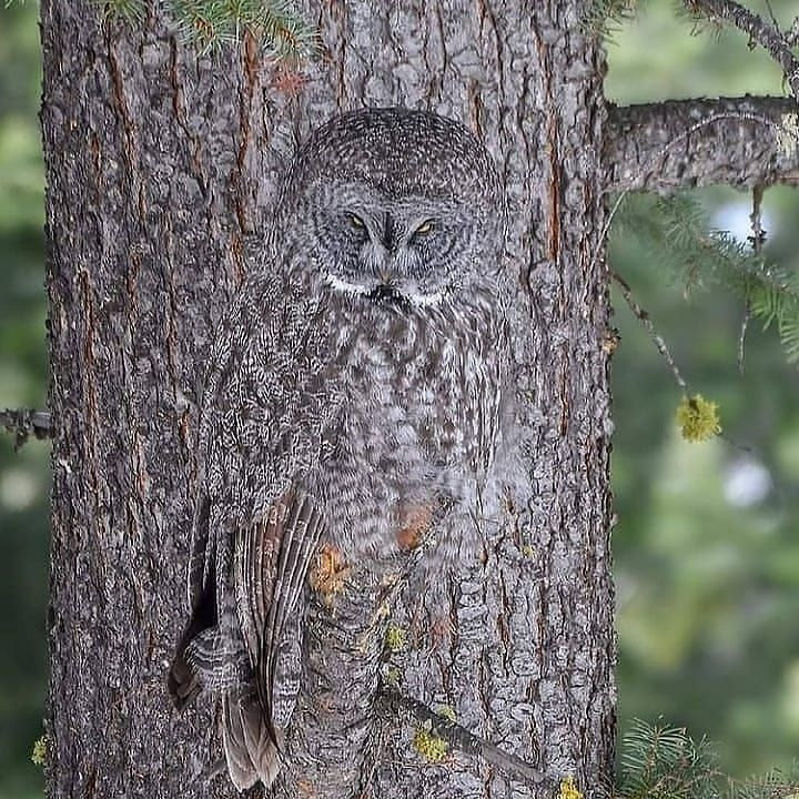 19. Cú xám lớn (Strix nebulosa). Cú xám lớn có màu lông giống với vỏ cây và có hoa văn giúp ngụy trang tuyệt vời trên thân cây gỗ, giúp chúng tránh bị phát hiện và săn mồi dễ dàng hơn. Ảnh: Pinterest.