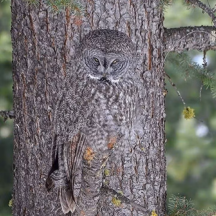  19. Cú xám lớn (Strix nebulosa). Cú xám lớn có màu lông giống với vỏ cây và có hoa văn giúp ngụy trang tuyệt vời trên thân cây gỗ, giúp chúng tránh bị phát hiện và săn mồi dễ dàng hơn. Ảnh: Pinterest.