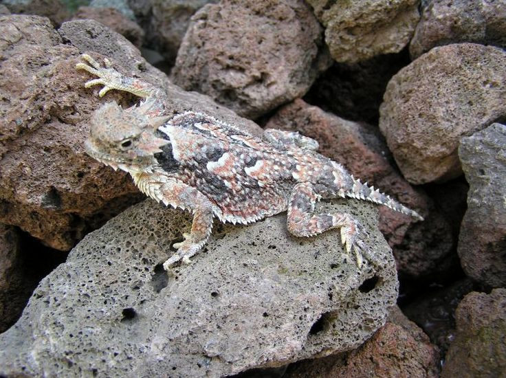  16. Thằn lằn sừng sa mạc (Phrynosoma platyrhinos). Loài thằn lằn này có màu sắc và hoa văn tương tự như đá sỏi trong sa mạc, giúp nó ngụy trang hoàn hảo trong môi trường cát đá. Ảnh: Pinterest.
