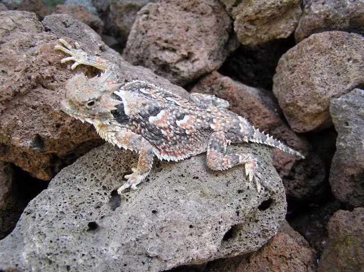  16. Thằn lằn sừng sa mạc (Phrynosoma platyrhinos). Loài thằn lằn này có màu sắc và hoa văn tương tự như đá sỏi trong sa mạc, giúp nó ngụy trang hoàn hảo trong môi trường cát đá. Ảnh: Pinterest.
