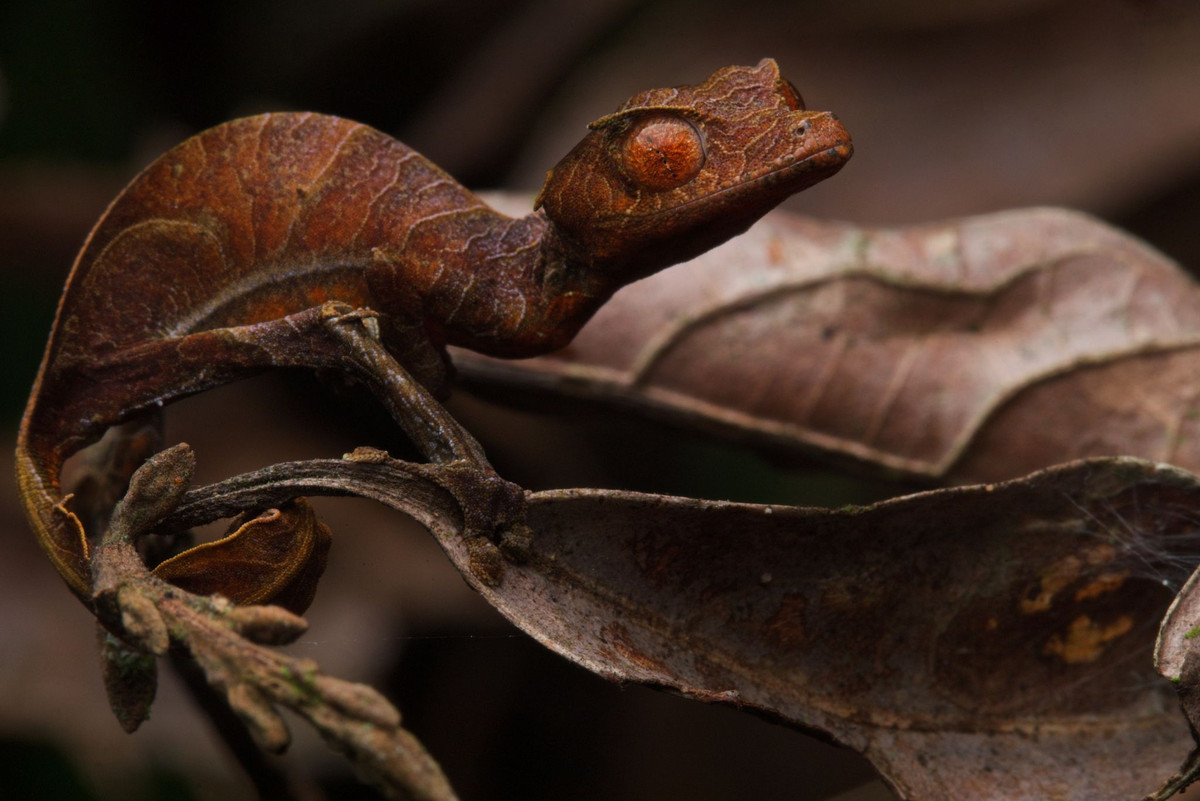  8. Tắc kè lá Satan (Uroplatus phantasticus). Loài bò sát bản địa Madagascar này có đuôi giống một chiếc lá khô, với những đốm và màu sắc giống hệt lá rụng, giúp nó dễ dàng ngụy trang trên sàn rừng. Ảnh: Pinterest.