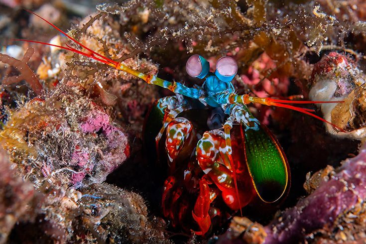  14. Tôm tít Odontodactylus scyllaru. Loài tôm tít này có màu sắc sặc sỡ và có thể ngụy trang trên các rạn san hô, nơi mà màu sắc của chúng rất khó phát hiện với kẻ thù. Ảnh: Pinterest.