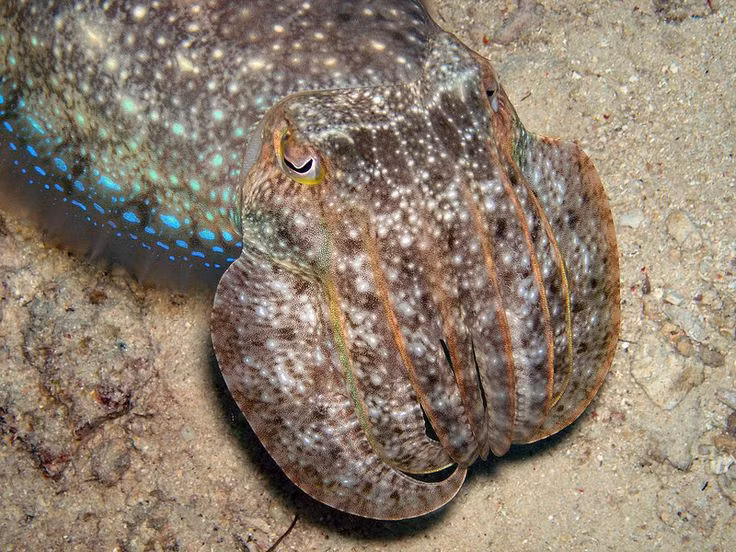  17. Mực lá (Sepia latimanus). Mực lá có thể thay đổi màu sắc và kết cấu da, giúp chúng ngụy trang và hòa mình vào đáy biển đầy cát và đá. Ảnh: Pinterest.