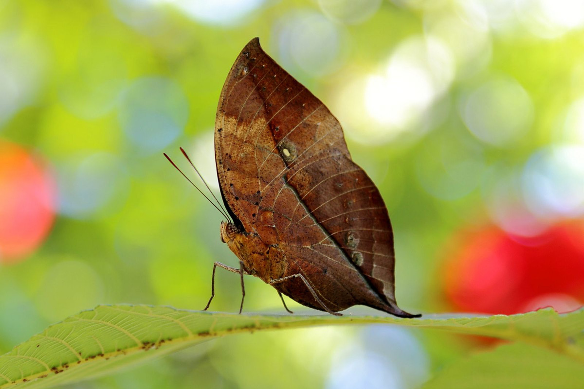  5. Bướm lá khô (Kallima inachus). Khi đóng cánh lại, bướm lá khô trông giống hệt như một chiếc lá khô, từ hình dáng đến màu sắc. Điều này giúp nó ẩn nấp giữa các lá khô và thoát khỏi sự chú ý của kẻ thù. Ảnh: Pinterest.