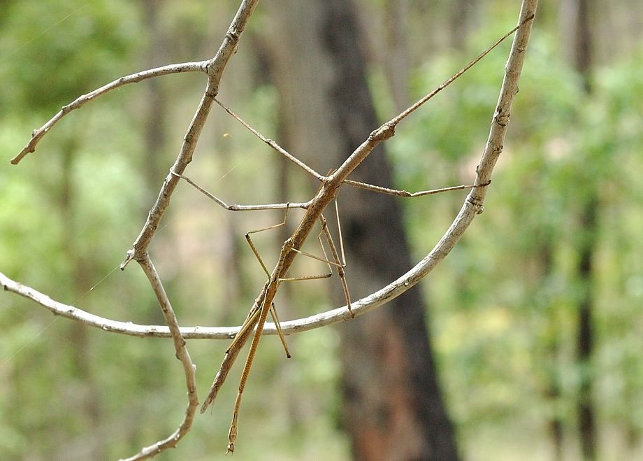  3. Bọ que (Phasmatodea). Bọ que có thân hình mảnh mai giống cành cây, giúp nó dễ dàng ẩn mình giữa các tán lá và cây cỏ, khó bị phát hiện bởi các loài săn mồi. Ảnh: Pinterest.