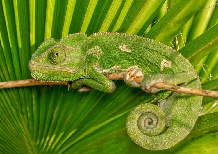  1. Tắc kè hoa (Chamaeleonidae). Là thiên tài ngụy trang, loài tắc kè hoa có khả năng thay đổi màu da để hòa vào môi trường và giao tiếp với nhau. Điều này giúp chúng tránh được sự chú ý của kẻ thù và săn mồi hiệu quả. Ảnh: Pinterest.