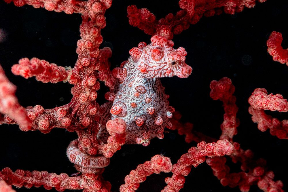  20. Cá ngựa lùn (Hippocampus bargibanti). Loài cá ngựa này có kích thước nhỏ và màu sắc, cấu trúc cơ thể giống với san hô, giúp nó ẩn mình trên các rạn san hô và tránh kẻ thù. Ảnh: Pinterest.