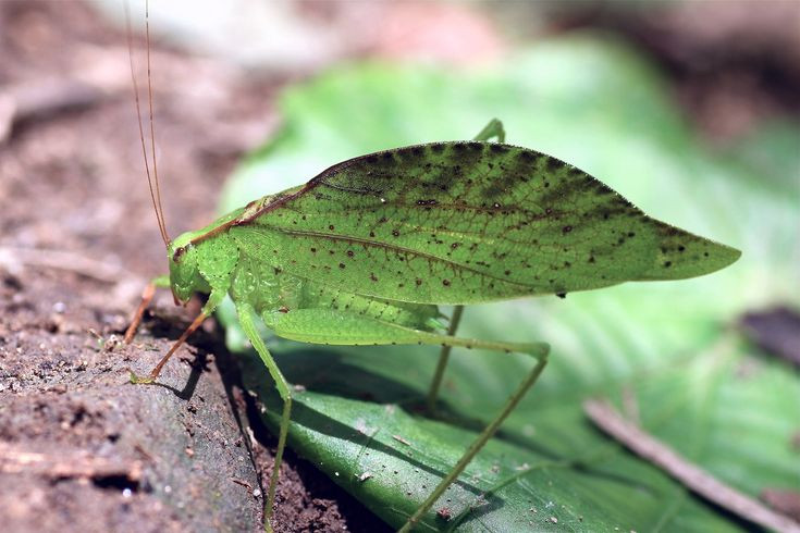  10. Châu chấu lá (Tettigoniidae). Châu chấu lá có cánh và thân mình giống như một chiếc lá, từ màu sắc đến các vết nứt, giúp nó khó bị phát hiện khi bám vào cây cối. Ảnh: Pinterest.
