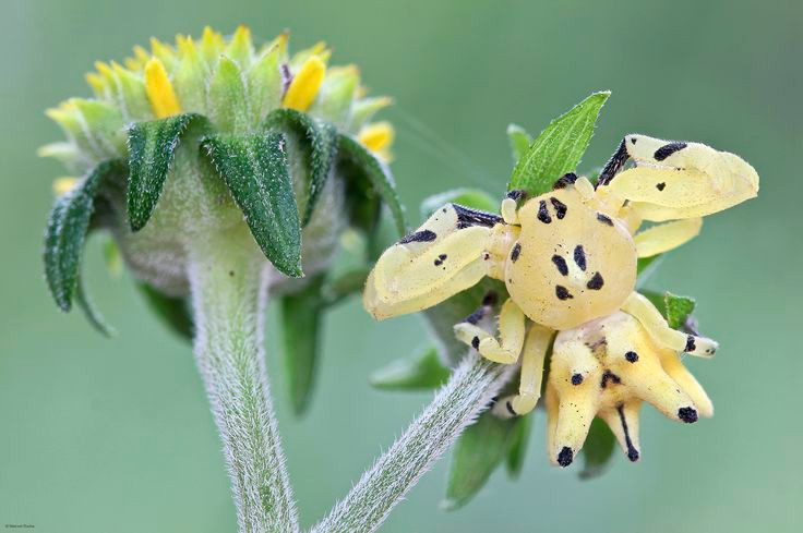  7. Nhện cua (Thomisidae). Nhện cua có khả năng thay đổi màu sắc để giống với hoa mà nó sống trên, giúp nó ẩn mình và bắt côn trùng đến thụ phấn cho hoa. Ảnh: Pinterest.