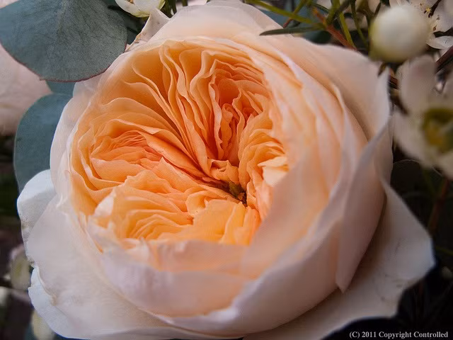  4. Hình dáng bông giống như một chiếc váy cổ điển. Cánh hoa được xếp lớp tinh tế như váy ren nhiều tầng, tạo nên vẻ sang trọng đậm chất châu Âu thời Victoria. Ảnh: Pinterest.