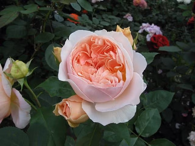  5. Hương thơm dịu nhẹ và quý phái. Khác với nhiều loại hồng Anh truyền thống, Juliet có hương thơm thanh mát, không quá nồng, rất dễ chịu và phù hợp với không gian tiệc cưới hay trang trí nội thất cao cấp. Ảnh: Pinterest.