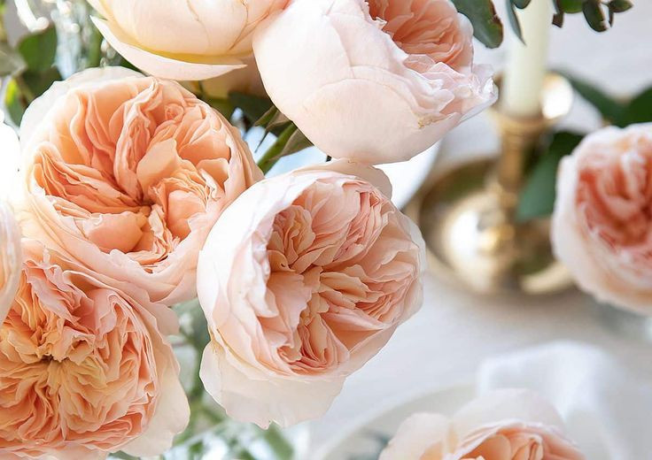 3. Màu sắc đặc biệt: Cam đào dịu dàng. Hoa hồng Juliet có màu cam đào phớt hồng, mang nét cổ điển và quý phái rất riêng, khó nhầm lẫn với bất kỳ giống hồng nào khác. Ảnh: Pinterest.