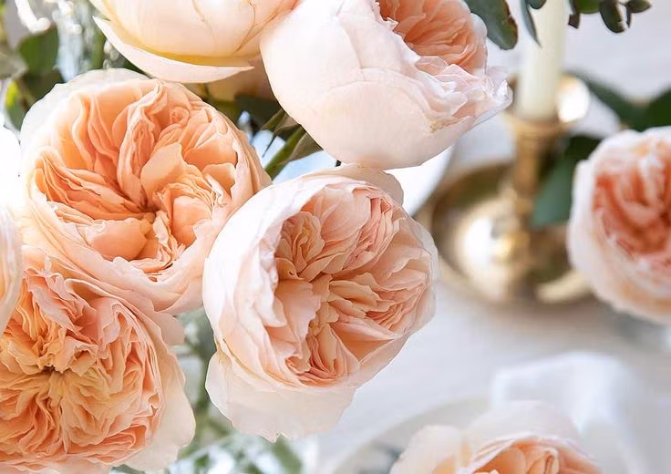  3. Màu sắc đặc biệt: Cam đào dịu dàng. Hoa hồng Juliet có màu cam đào phớt hồng, mang nét cổ điển và quý phái rất riêng, khó nhầm lẫn với bất kỳ giống hồng nào khác. Ảnh: Pinterest.