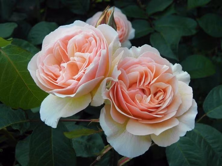  1. Hoa hồng Juliet từng được mệnh danh là “bông hoa triệu bảng”. Hoa hồng Juliet là giống hoa hồng do David Austin – một trong những nhà lai tạo hoa hồng huyền thoại của Anh – lai tạo suốt 15 năm với chi phí lên đến 3 triệu bảng Anh (tương đương hơn 100 tỷ đồng). Ảnh: Pinterest.