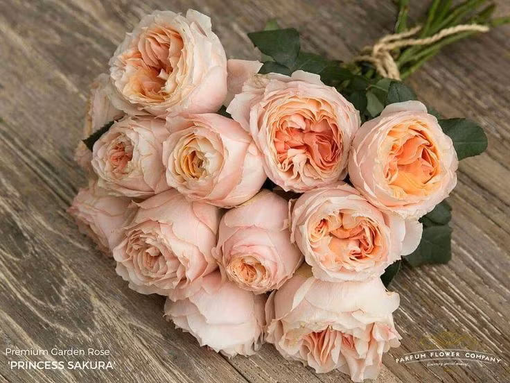  8. Hiện là một trong những giống hồng thương mại thành công nhất lịch sử. Sau hơn một thập kỷ ra mắt, Juliet đã được trồng và xuất khẩu trên toàn thế giới, mang lại danh tiếng và doanh thu khổng lồ cho nhà lai tạo David Austin. Ảnh: Pinterest.