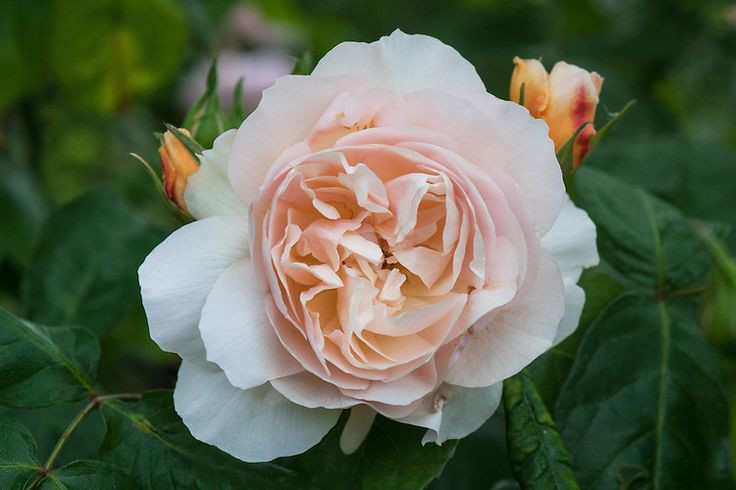 2. Lần đầu ra mắt tại Chelsea Flower Show 2006. Juliet gây “chấn động” ngay từ lần đầu xuất hiện tại triển lãm hoa danh giá Chelsea Flower Show và nhanh chóng trở thành biểu tượng của sự xa xỉ trong thế giới hoa. Ảnh: Pinterest.