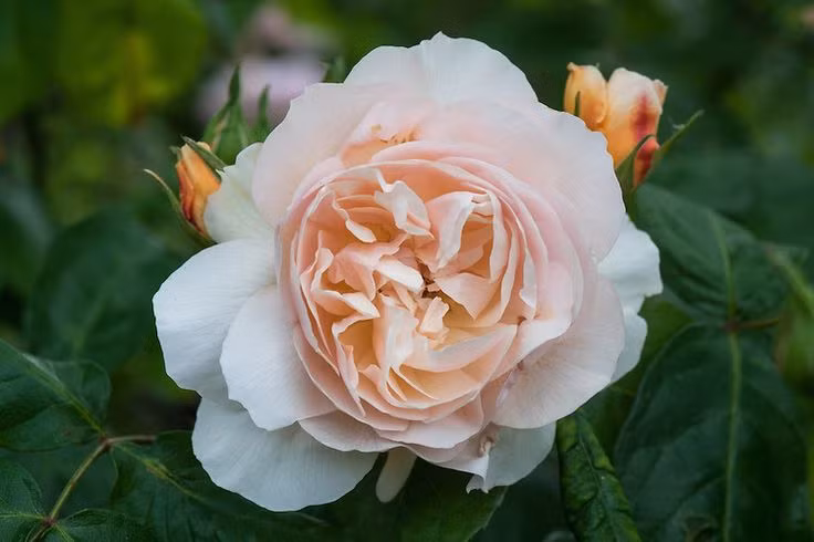  2. Lần đầu ra mắt tại Chelsea Flower Show 2006. Juliet gây “chấn động” ngay từ lần đầu xuất hiện tại triển lãm hoa danh giá Chelsea Flower Show và nhanh chóng trở thành biểu tượng của sự xa xỉ trong thế giới hoa. Ảnh: Pinterest.