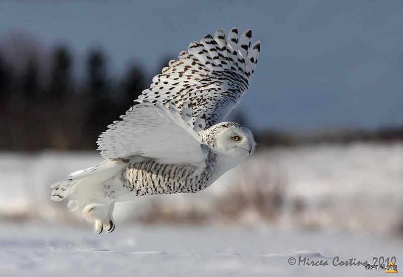  7. Chúng có thể di cư đến rất xa vào mùa đông. Khi nguồn thức ăn cạn kiệt, cú tuyết có thể bay hàng ngàn km xuống phía nam Canada, Mỹ hoặc thậm chí vào tận châu Âu. Ảnh: Pinterest.