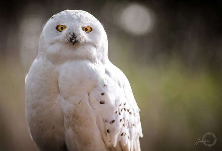  3. Thính giác và thị lực của cú tuyết cực kỳ nhạy bén. Chúng có thể phát hiện tiếng động nhỏ từ xa và nhìn rõ trong điều kiện ánh sáng yếu – yếu tố then chốt trong săn mồi. Ảnh: Pinterest.