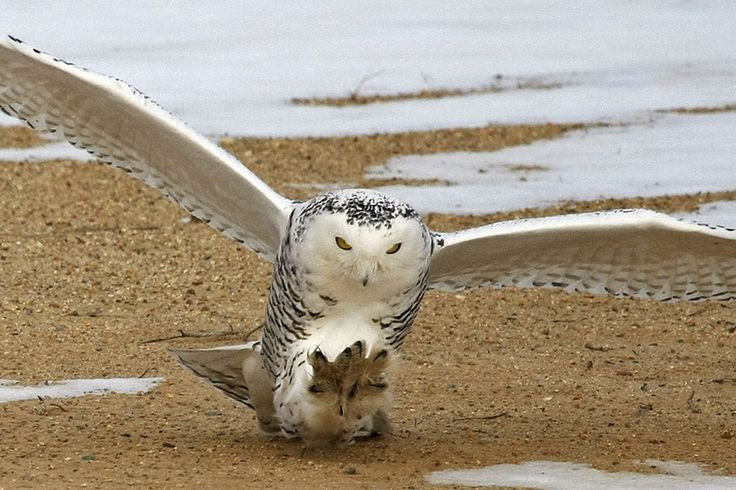  5. Cú tuyết không làm tổ trên cây mà trên mặt đất. Chúng chọn những điểm cao ráo và thoáng đãng giữa đồng băng để quan sát và bảo vệ tổ khỏi kẻ thù. Ảnh: Pinterest.