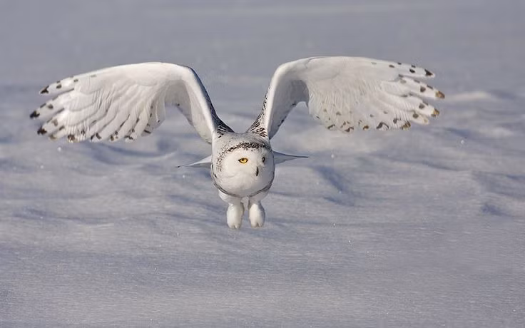  6. Lông chân dày giúp giữ ấm trong điều kiện giá lạnh. Cú tuyết có lớp lông phủ kín cả bàn chân và móng vuốt – như thể chúng luôn mang theo một đôi “ủng tuyết”. Ảnh: Pinterest.