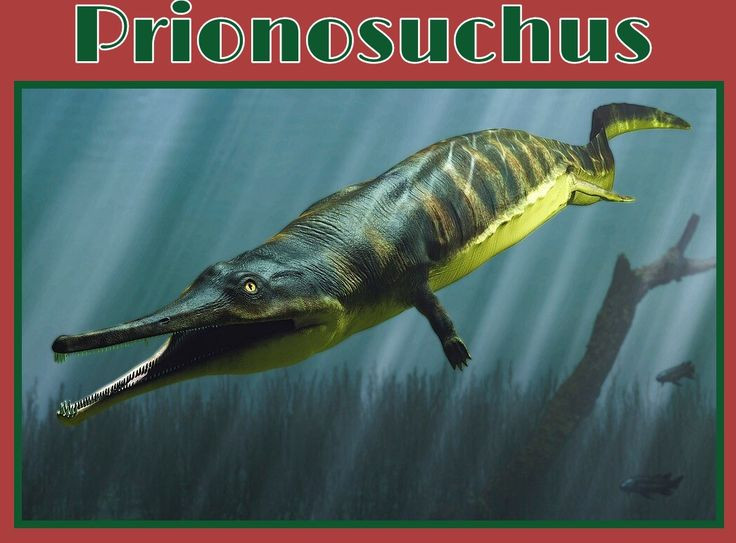  4. Hình dạng hàm răng cho thấy nó là kẻ săn mồi hiệu quả. Hàm dài với nhiều răng hình nón sắc nhọn giúp nó bắt và giữ chặt những con mồi trơn trượt dưới nước. Ảnh: Pinterest.