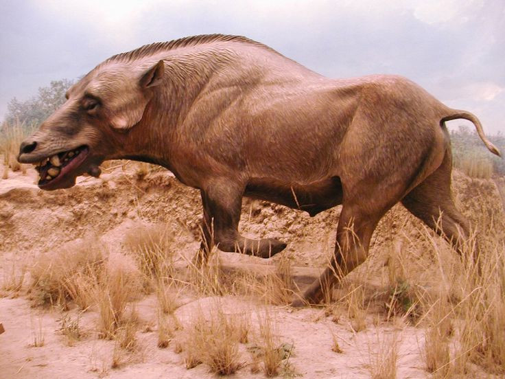  4. Là kẻ ăn tạp có xu hướng săn mồi. Mặc dù ăn tạp, Daeodon có răng nanh sắc nhọn và bằng chứng hóa thạch cho thấy nó chủ động săn và ăn thịt các loài động vật khác. Ảnh: Pinterest.