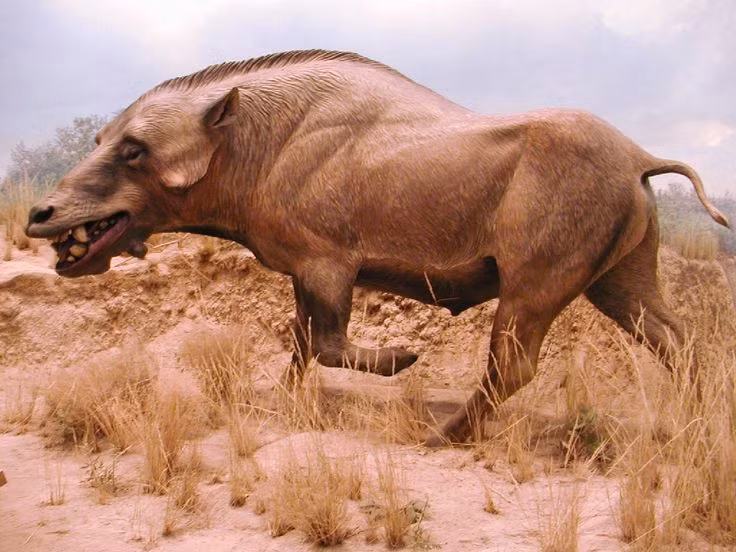  4. Là kẻ ăn tạp có xu hướng săn mồi. Mặc dù ăn tạp, Daeodon có răng nanh sắc nhọn và bằng chứng hóa thạch cho thấy nó chủ động săn và ăn thịt các loài động vật khác. Ảnh: Pinterest.