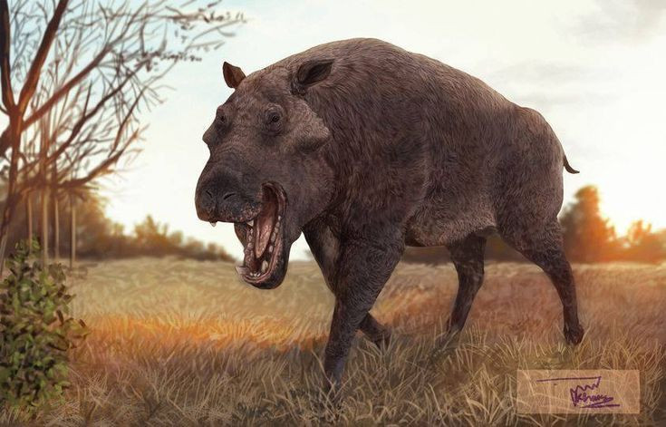  6. Có thể là sinh vật thống trị đỉnh chuỗi thức ăn. Kích thước lớn, vũ khí tự nhiên đáng gờm khiến Daeodon gần như không có đối thủ trong môi trường sống của nó. Ảnh: Pinterest.