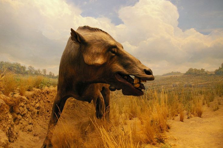  5. Sở hữu bộ hàm có lực cắn đáng sợ. Hàm của Daeodon có thể nghiền nát xương dễ dàng, phục vụ cho việc ăn xác thối hoặc tiêu hóa cả xương con mồi. Ảnh: Pinterest.