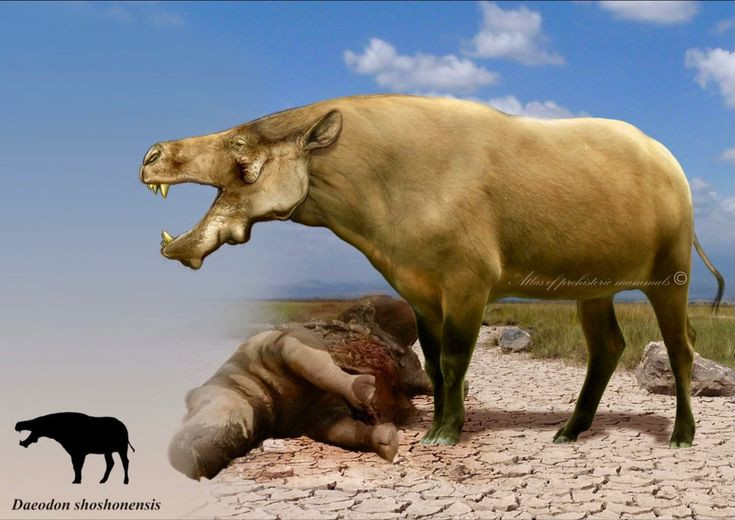  3. Có biệt danh là "lợn địa ngục". Với hàm răng khổng lồ, đầu to và vóc dáng lực lưỡng, Daeodon thường được gọi là "hell pig" – lợn đến từ địa ngục. Ảnh: Pinterest.