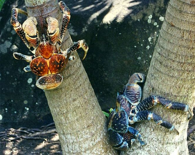  8. Chúng đang bị đe dọa tuyệt chủng. Do nạn săn bắt và mất môi trường sống, nhiều quần thể cua dừa đã suy giảm nhanh chóng và loài này hiện được liệt kê trong danh sách “sát biên” của các loài có nguy cơ tuyệt chủng. Ảnh: Pinterest.