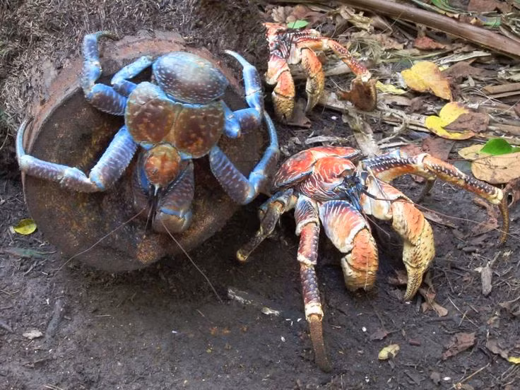  4. Cua dừa có tuổi thọ rất cao – có thể sống tới 60 năm. Một số cá thể cua dừa có thể sống đến hơn 50 năm trong điều kiện tự nhiên, thậm chí có thể vượt quá 60 tuổi. Ảnh: Pinterest.